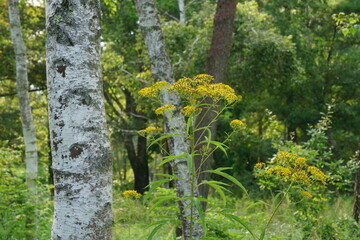 夏の林の中に咲くハンゴンソウの黄色の花