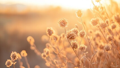 Fototapeta premium Golden sunset wildflowers