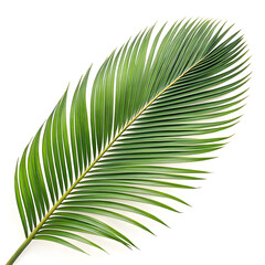 Obraz premium Coconut leaf isolated on white background with green tropical texture realistic detail and design