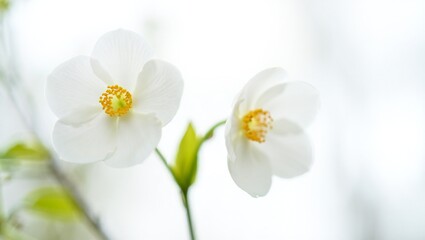 Flowers Background Delicate White Flowers Soft Bloom Closeup Spring Botanical Photography