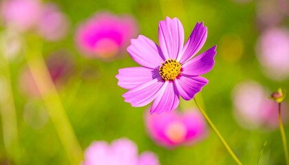 Obraz premium Vibrant pink cosmos flower in a field