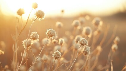 Golden sunset on dried wildflowers