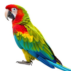 Obraz premium Parrot isolated on white background with feather detail realistic clean texture and pet bird style