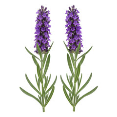 Naklejka premium lavender flowers isolated on white background