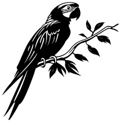 Silhouette of macaw bird