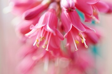 Fototapeta premium Flowers Background Close up Macro Photography of Delicate Pink Flowers Floral Bloom Botanical Beauty