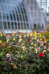 Colorful flowering dahlia bushes thriving in botanical garden. Natural wealth, garden design, ornamental garden flowers for outdoor aesthetics, seasonal beauty, autumn season. 