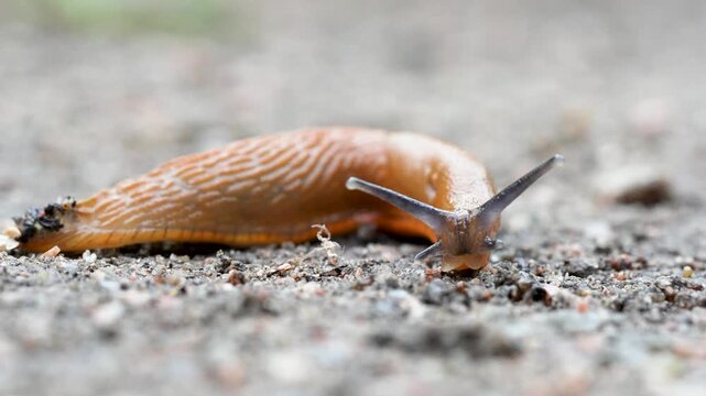 Spanish slug killer move slowly over ground on in damp area. Agricultural pest threat crops, invader consume vegetation, harmful slug as natural decomposer of dead plants, nutrient recycling