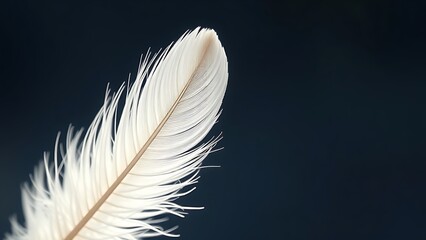 Delicate white feather captured in soft light, emphasizing nature's intricate beauty.