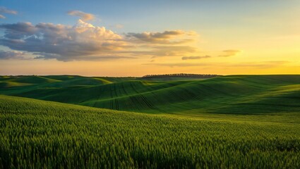Fototapeta premium Nature Background Serene Sunset over Rolling Green Wheat Fields Agricultural Landscape