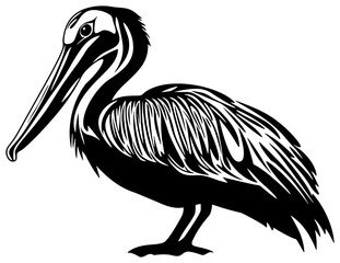 Silhouette of pelican bird