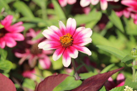 Fleur rose et blanche en gros plan dans un jardin ensoleill&eacute;