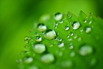 Fototapeta premium Nature Background Macro Photography of Dew Drops on Lush Green Leaf Nature Background