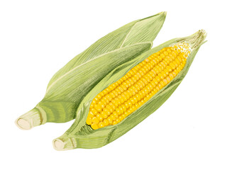 とうもろこし（2本）