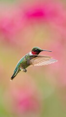 Fototapeta premium Vibrant Ruby throated Hummingbird in Flight Pink Floral Background Wildlife Photography