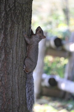 &Eacute;cureuil gris grimpant sur un tronc d&rsquo;arbre en milieu naturel