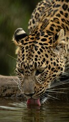 Majestic Leopard Drinking Water Close up Wildlife Photography Stunning Spots Wild Cat