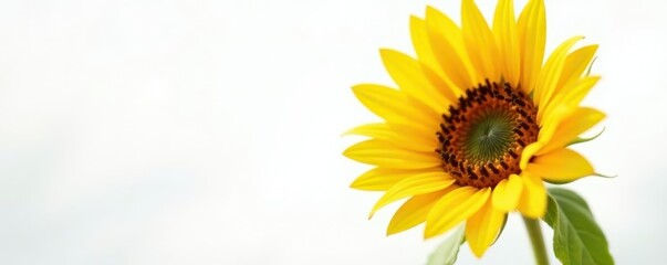 Obraz premium Single sunflower seed, macro detail, white backdrop, background, white background