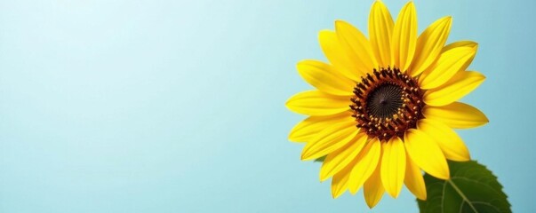 Obraz premium Vibrant yellow sunflower, fully bloomed, isolated , sunny, macro, element