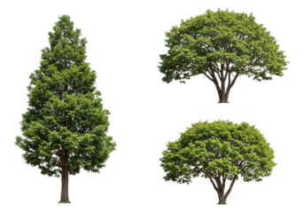 Three different trees isolated on transparent background
