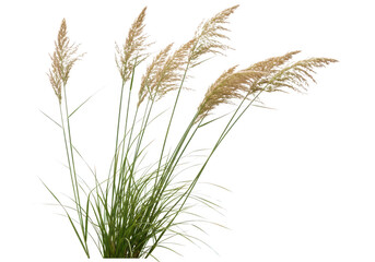 Fototapeta premium Tall grass with seed heads isolated on transparent background