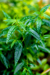 Fototapeta premium Fresh Green Plant Closeup