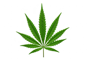 A single green cannabis leaf isolated on a transparent background, representing medical and recreational marijuana