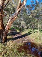 Muddy walking track on a lake shore, through surrounding trees. Taken at Mackenzie Park, Budgewoi New South Wales Australia