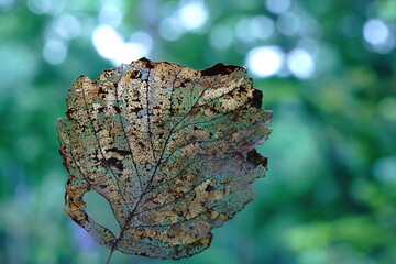 虫食いの木の落ち葉