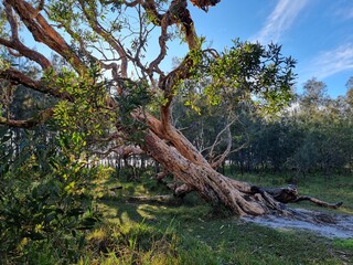 Fallen tree that has regrown. Taken at Mackenzie Park, Budgewoi New South Wales Australia