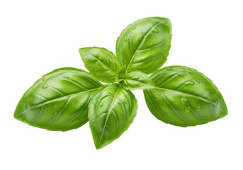 Fresh green basil leaves isolated on transparent background