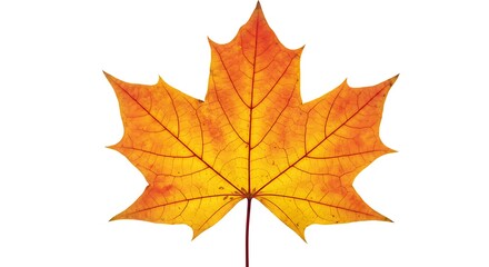 Vibrant Autumn Maple Leaf Detailed Close-up
