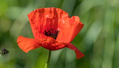 Fototapeta premium Vibrant red poppy in a field