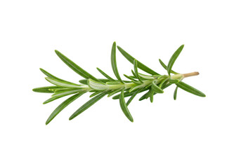 Fototapeta premium Fresh rosemary sprig isolated on transparent background