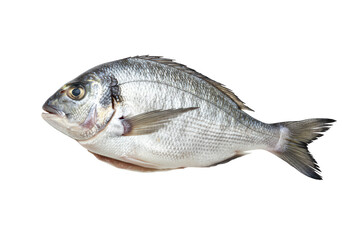 Obraz premium Fresh sea bream fish isolated on transparent background