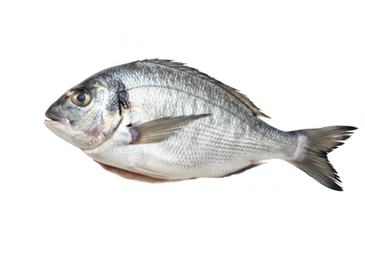 Fresh sea bream fish isolated on transparent background