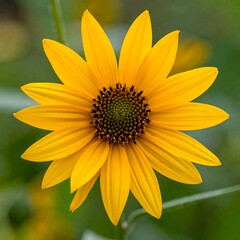 Close-up of a vibrant yellow flower (2)