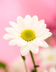 Close-up of white flower on pink background