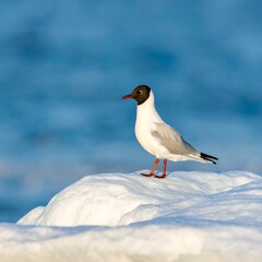 Obraz premium Black-headed gull perched on snowdrift near ocean