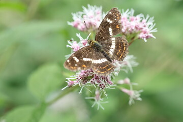 Araschnia burejana, the large map, is a butterfly of the family Nymphalidae. It is found in Tibet, China, the Amur and Ussuri regions of Russia, Korea and Japan. This photo was taken in Japan.