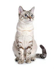 Obraz premium American Shorthair cat sitting calmly, pure white background, professional advertising composition.