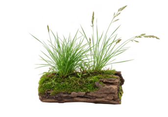 Green grass growing on a mossy log isolated on transparent background