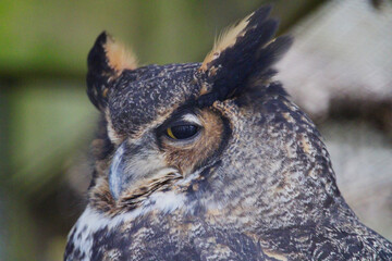 Macro d'un hibou avec la tête de côté avec un arrière-plan floutté