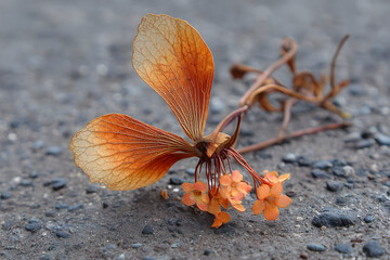 a winged seed of a Norway maple (Acer platanoides) lies on the asphalt