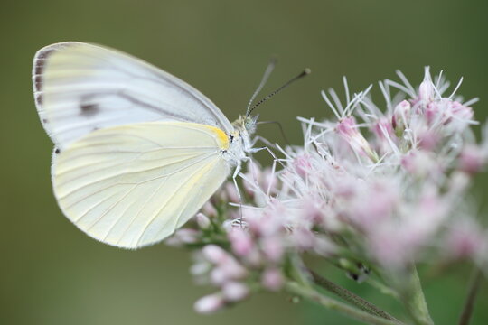 Pieris melete (Asian Black-veined White) in Hokkaido, Japan