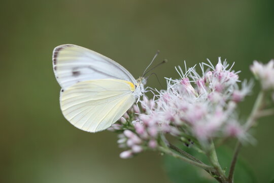 Pieris melete (Asian Black-veined White) in Hokkaido, Japan