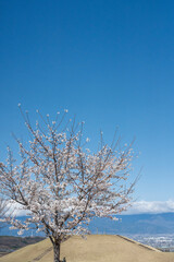 笛吹市八代ふるさと公園の桜