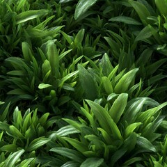 Obraz premium Lush Green Grass Field Texture from a Top View in 2D Format