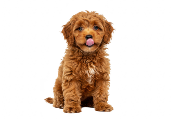 Cute fluffy brown puppy sitting and looking at the camera with its tongue out, isolated on transparent background