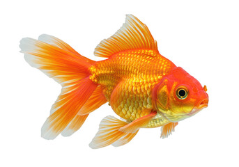 A bright orange goldfish swimming, isolated on a transparent background